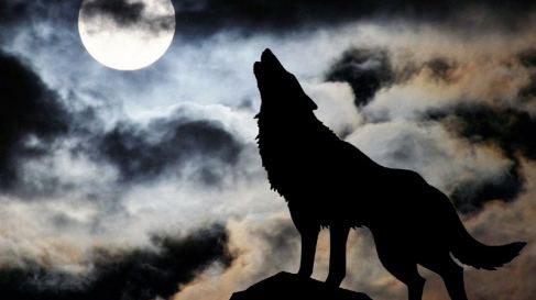 Lone wolf (trait) Are You A Lone Wolf The Survival University