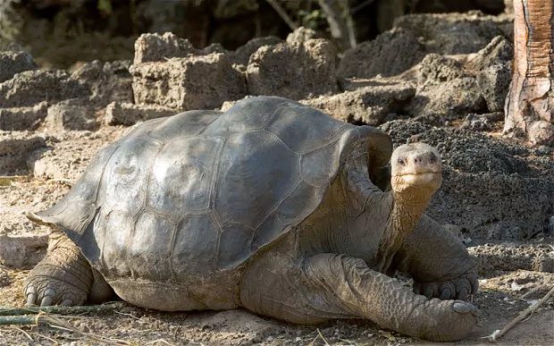 Lonesome George Lonesome George could be resurrected after cells are frozen by