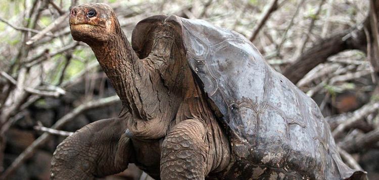 Lonesome George Galapagos Lonesome George The Pinta Island Tortoise with Quasar