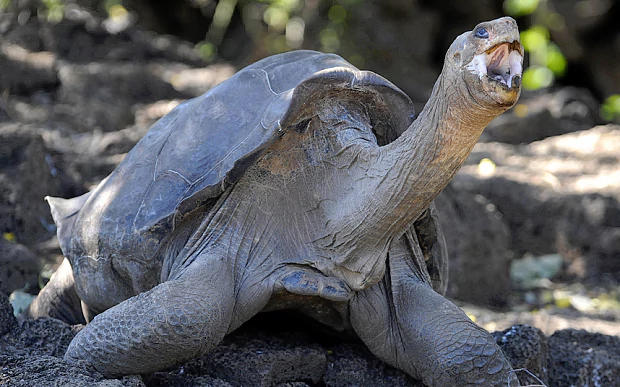 Lonesome George Could Lonesome George 39return39 from extinction Telegraph