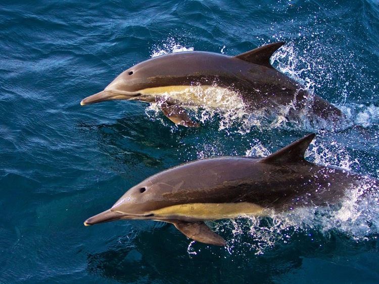 Long-beaked common dolphin Long Beaked Common Dolphin Life of Sea