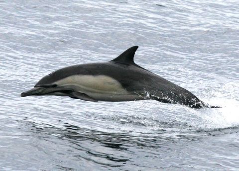 Long-beaked common dolphin nathistocbiouciedumammalsCetaceaDelphinus20