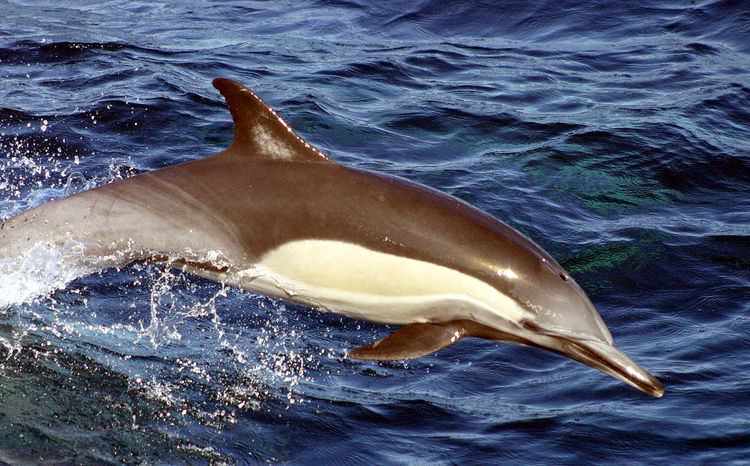 Long-beaked common dolphin Longbeaked common dolphin Wikipedia