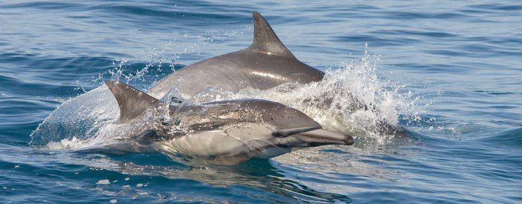 Long-beaked common dolphin Longbeaked Common Dolphin Species Guide WDC
