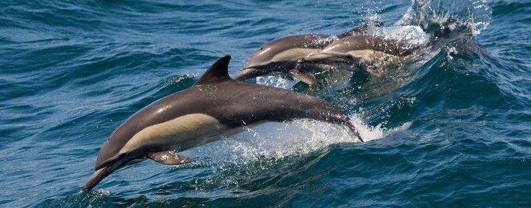 Long-beaked common dolphin Longbeaked Common Dolphin Species Guide WDC