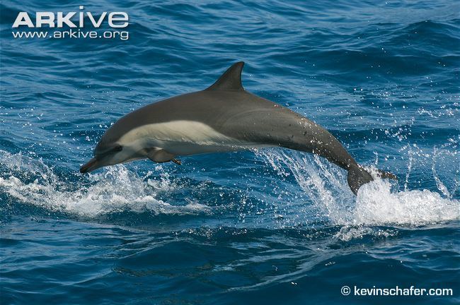 Long-beaked common dolphin Longbeaked common dolphin videos photos and facts Delphinus