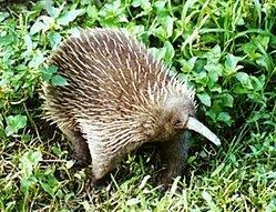 Long-beaked echidna Longbeaked echidna Wikipedia