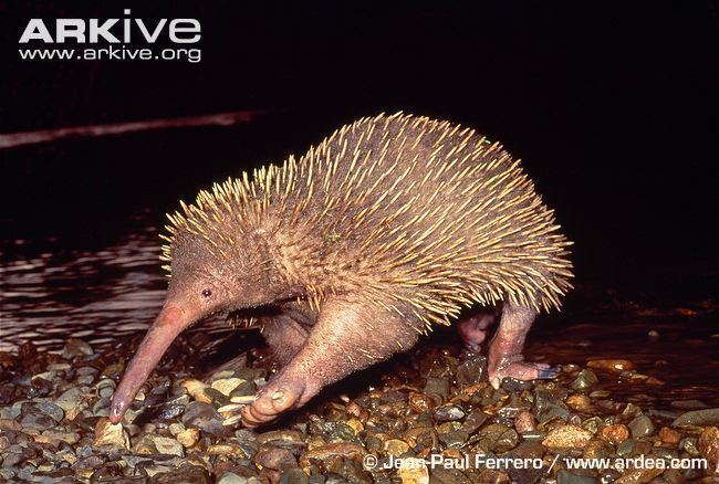 Long-beaked echidna Longbeaked echidna photo Zaglossus spp G110694 ARKive