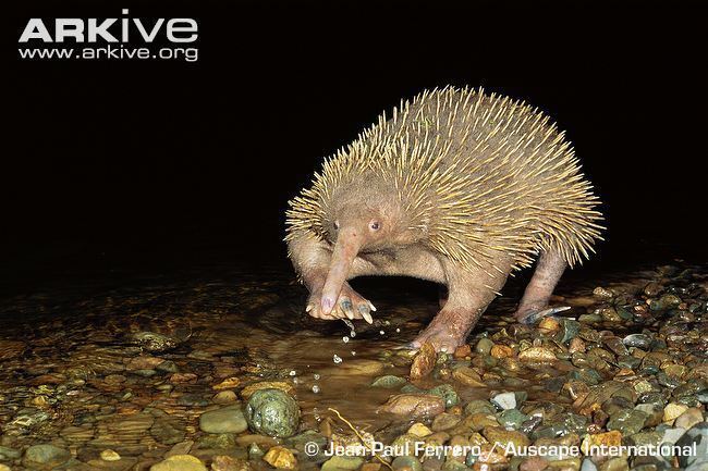 Long-beaked echidna Longbeaked echidna videos photos and facts Zaglossus spp ARKive