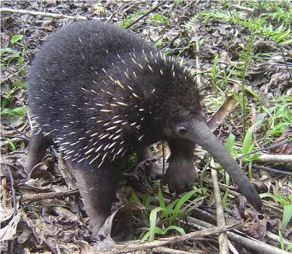 Long-beaked echidna Reproductive ecology of the eastern longbeaked echidna Zaglossus