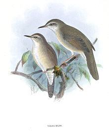 Long-billed bush warbler httpsuploadwikimediaorgwikipediacommonsthu