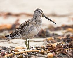 Long-billed dowitcher Longbilled dowitcher Wikipedia