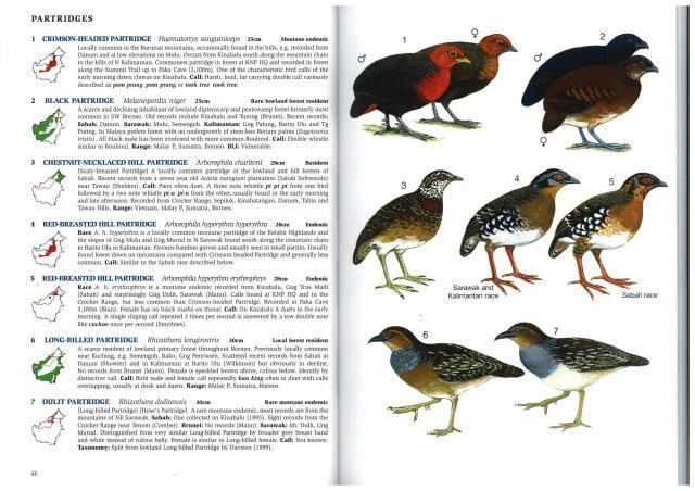 Long-billed partridge Longbilled Partridge at Phillipps Field Guide by PHILLIPPS Field