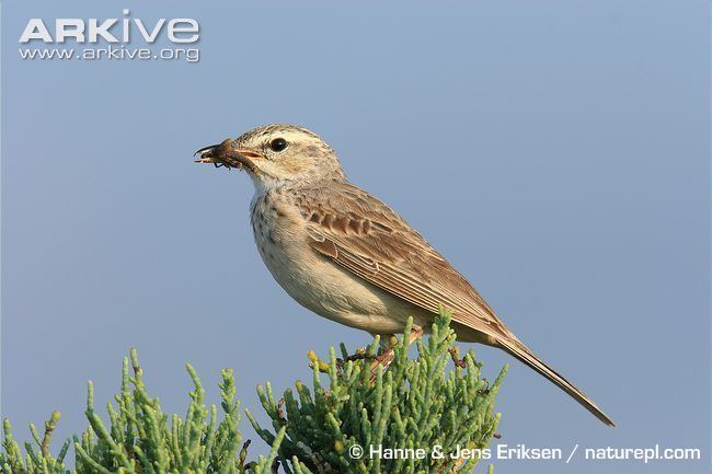 Long-billed pipit Longbilled pipit videos photos and facts Anthus similis ARKive