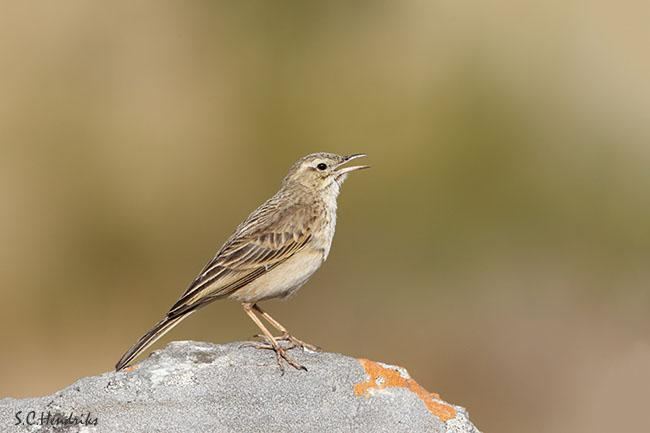 Long-billed pipit Longbilled Pipit Anthus similis videos photos and sound