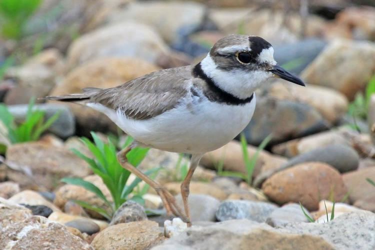 Long-billed plover Longbilled Plover Charadrius placidus videos photos and sound