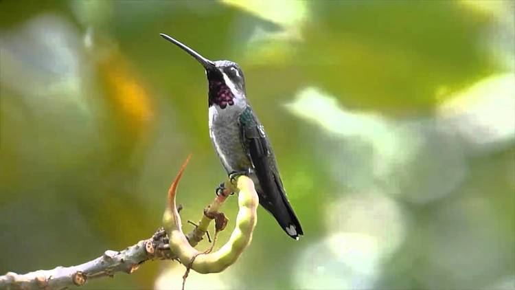 Long-billed starthroat Panama Longbilled Starthroat Hummingbird YouTube