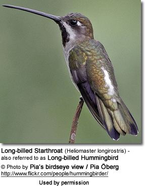 Long-billed starthroat Longbilled Starthroats or Longbilled Hummingbirds
