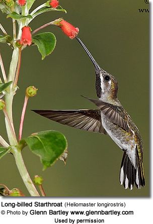Long-billed starthroat Longbilled Starthroats or Longbilled Hummingbirds