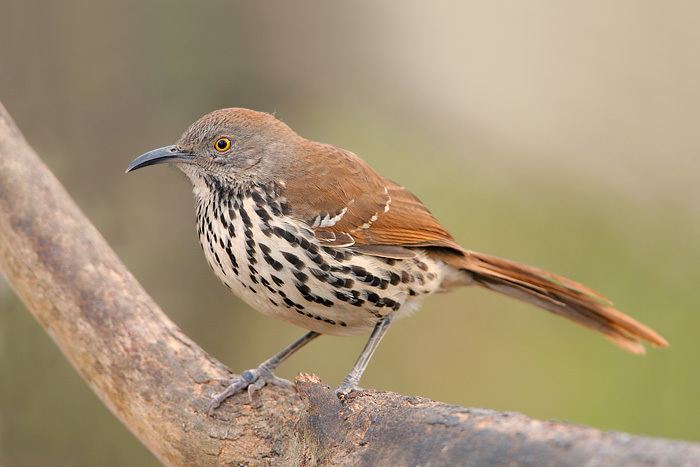 Long-billed thrasher Longbilled Thrasher 2