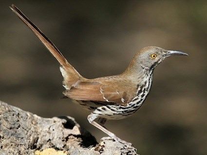 Long-billed thrasher Longbilled Thrasher Identification All About Birds Cornell Lab