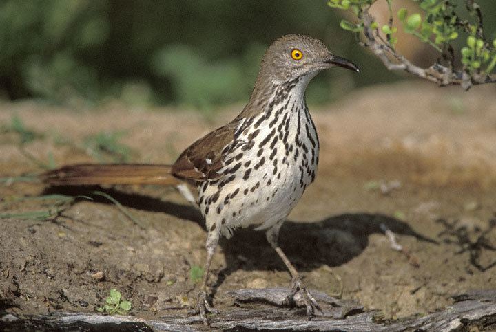 Long-billed thrasher Longbilled Thrasher Toxostoma longirostre