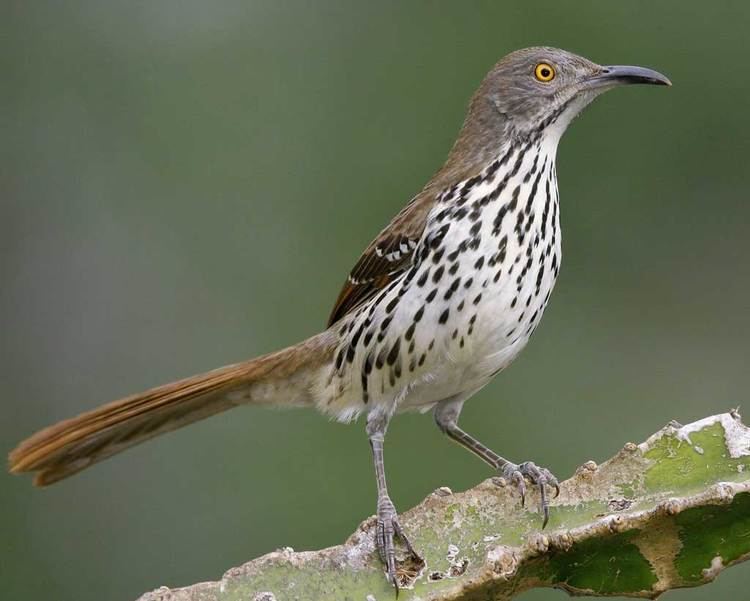 Long-billed thrasher Longbilled Thrasher Audubon Field Guide