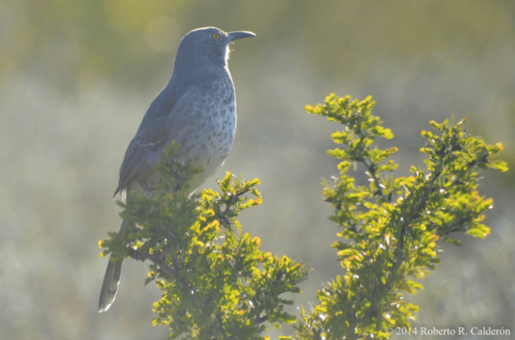 Long-billed thrasher The Longbilled Thrasher Is a Native Songbird Exclusive to South