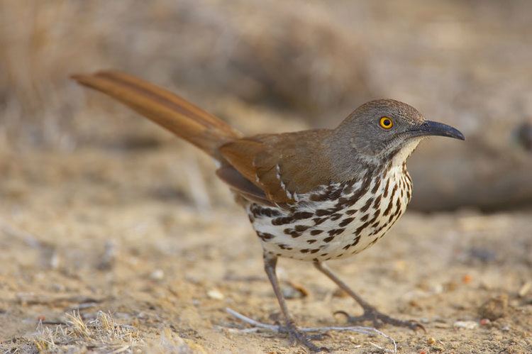 Long Billed Thrasher - Alchetron, The Free Social Encyclopedia