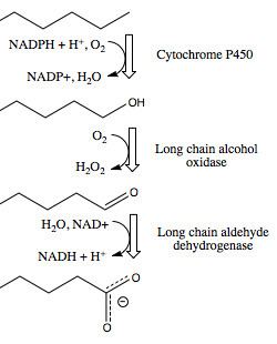 Long-chain-alcohol oxidase