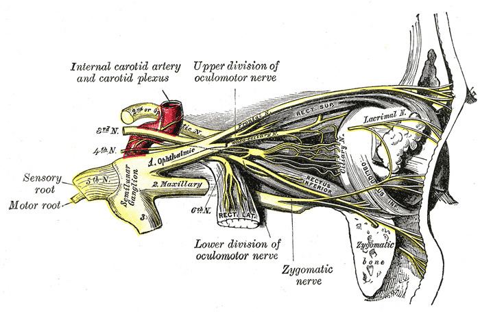 Long ciliary nerves