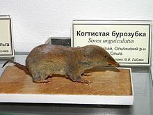 Long-clawed shrew httpsuploadwikimediaorgwikipediacommonsthu