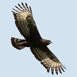 Long-crested eagle occipitalis Longcrested eagle