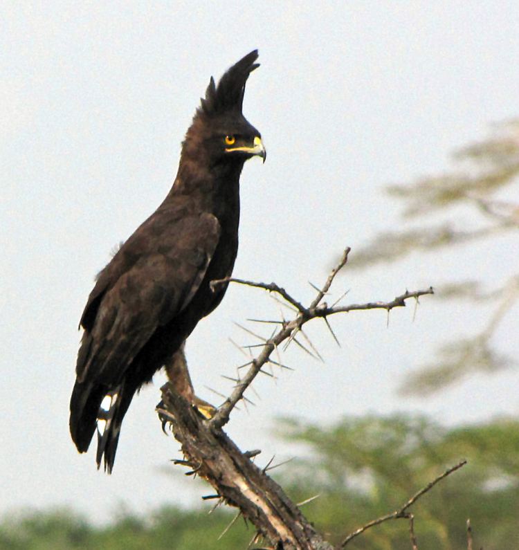 Long-crested eagle FileLongcrested Eaglejpg Wikimedia Commons