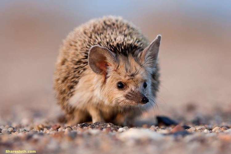 Long-eared hedgehog ber 1000 Ideen zu Long Eared Hedgehog auf Pinterest