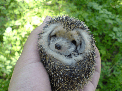 Long-eared hedgehog LongEared Hedgehogs Are The Cutest