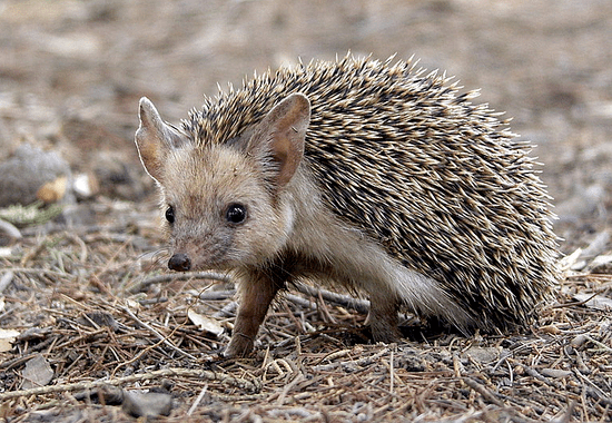 Long-eared hedgehog LongEared Hedgies Hedgehog Central Hedgehog pet care amp owner forum
