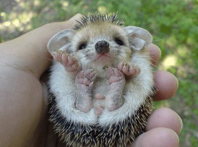 Long-eared hedgehog LongEared Hedgehogs Are The Cutest
