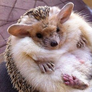 Long-eared hedgehog 1000 ideas about Long Eared Hedgehog on Pinterest