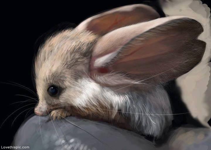 Long-eared jerboa Long Eared Jerboa Pictures Photos and Images for Facebook Tumblr