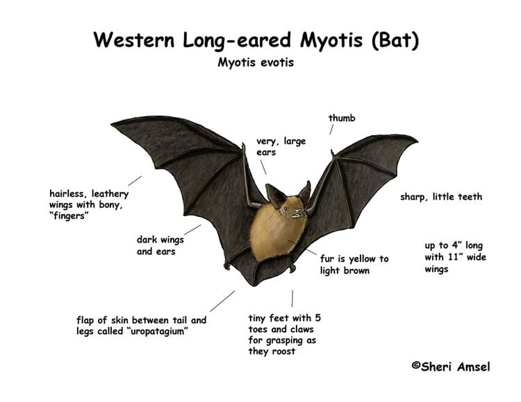 Long-eared myotis Western Longeared Myotis