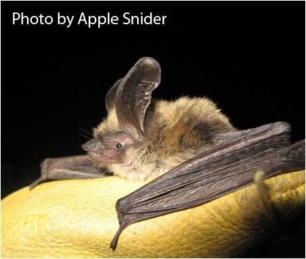 Long-eared myotis CNHP CO Bat Species List
