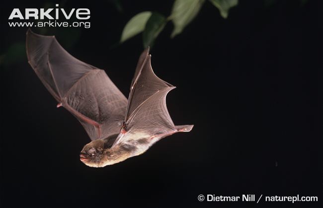 Long-fingered bat Schreibers39 longfingered bat videos photos and facts Miniopterus