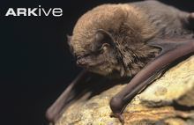 Long-fingered bat Schreibers39 longfingered bat photo Miniopterus schreibersii