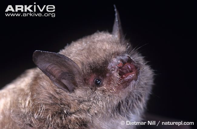Long-fingered bat Longfingered bat videos photos and facts Myotis capaccinii ARKive