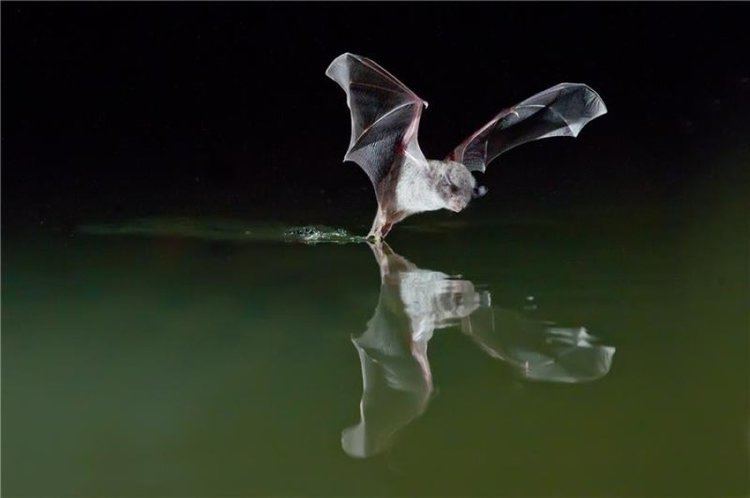 Long-fingered bat Longfingered bat goes fishing ScienceDaily