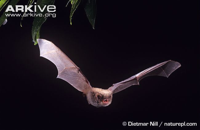 Long-fingered bat Longfingered bat photo Myotis capaccinii G16778 ARKive