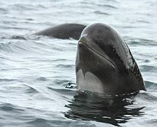 Long-finned pilot whale Longfinned pilot whale Wikipedia