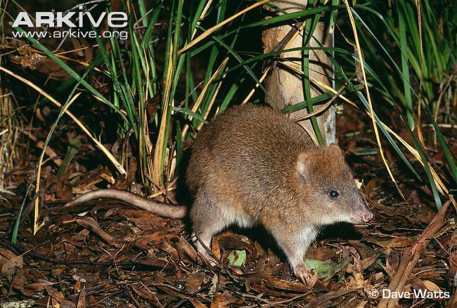 Long-footed potoroo Longfooted potoroo videos photos and facts Potorous longipes