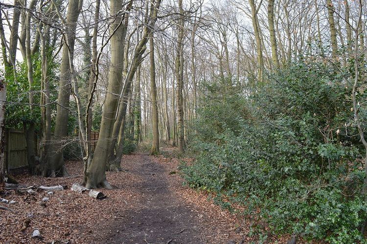 Long Grove Wood